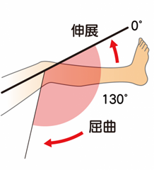 膝関節可動域（伸展・屈曲）
