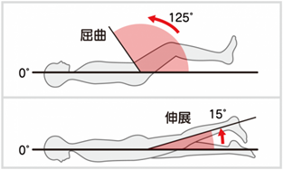 股関節（屈曲・伸展