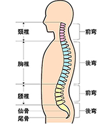 脊椎の主な疾患イメージ図