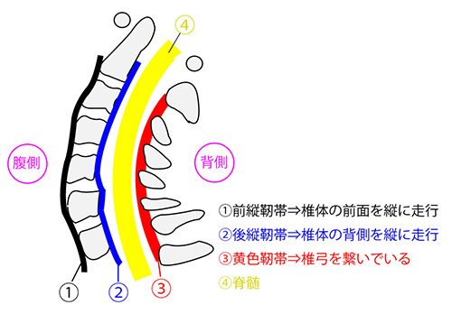 脊椎の主な疾患イメージ図